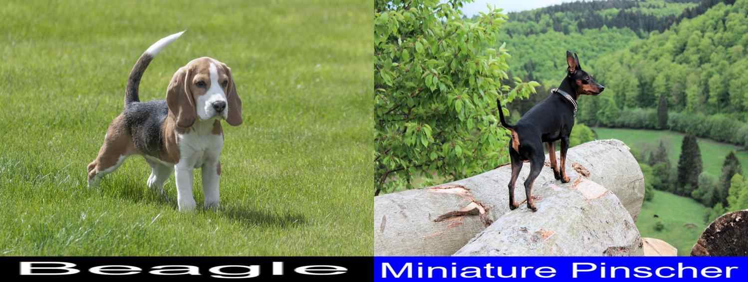 Which Is Better Between The Beagle And The Miniature Pinscher A Very