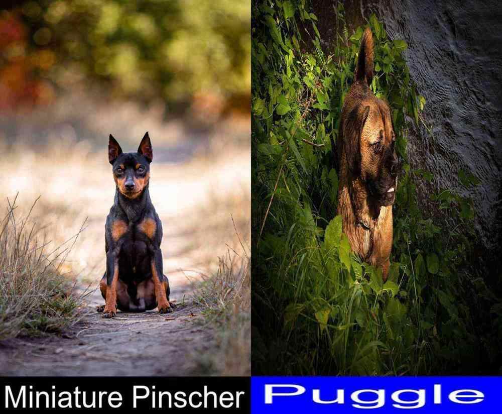 Which Is Better Between The Miniature Pinscher And The Puggle A Very